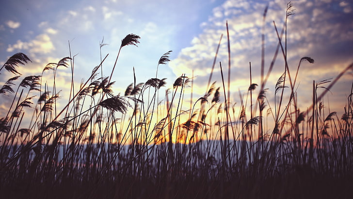 cielo, hierba, puesta de sol, juncos, caña, tarde, planta, Fondo de pantalla HD