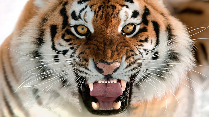 Muso, tigre, ritratto, sorriso, tigre dell'Amur, Sfondo HD