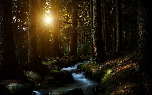 Cool Dark Forest HD, ต้นไม้ในป่า, 1920x1200, เย็น, มืด, ป่า, ป่ามืด, วอลล์เปเปอร์ HD HD wallpaper