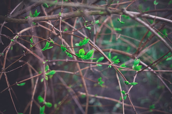 green leafed plant, spring, Latvia, Riga, nature, plants, vignette, twigs, HD wallpaper