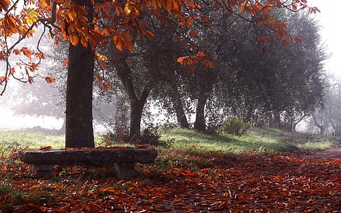 banc de béton gris, arbre à feuilles marron, nature, arbres, pluie, banc, feuilles, Fond d'écran HD HD wallpaper