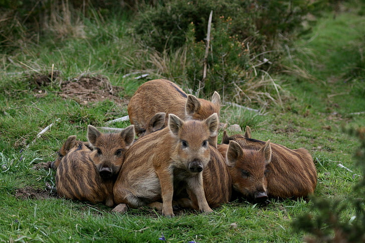 baby, boars, pigs, wild, HD wallpaper