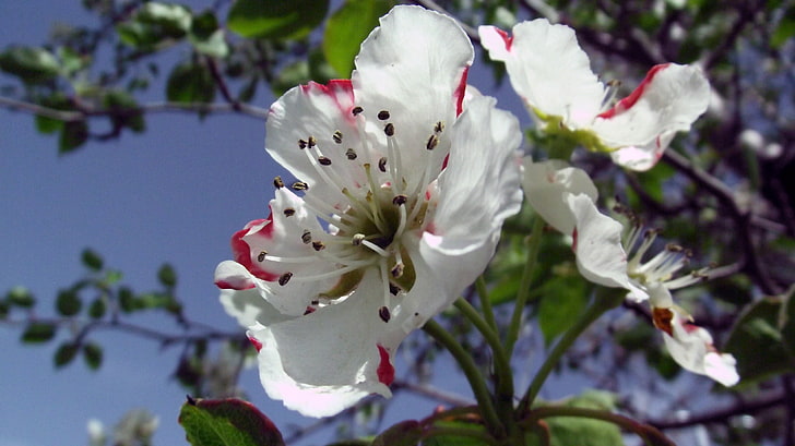 white petaled flower, blossoms, flowers, white flowers, spring, apples, HD wallpaper