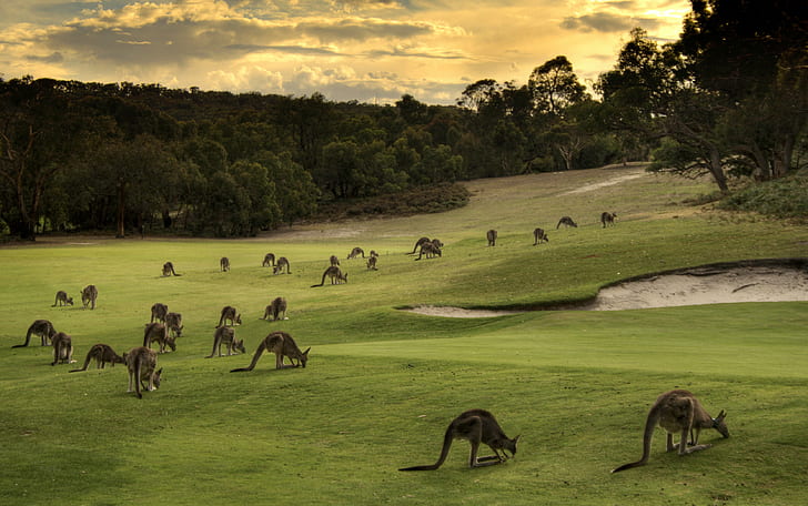 Kangaroos sürüsü ve ağaçları ile yeşil alanların manzara fotoğrafçılığı, Mowing, peyzaj fotoğrafçılığı, yeşil alanlar, ağaçlar, sürüsü, Kanguru, merak ediyorum, golfball, anglesea, golf sahası, üyeler, hasta, işaret, erişim, kanguru, görüntüleme,avustralya, otways, büyük okyanus yolu, HDR, gün batımı, proje 365, gün, mart, australiana, hayvan, doğa, HD masaüstü duvar kağıdı