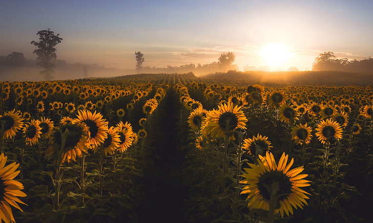 Natur, Sonnenblumen, Nebel, Feld, Blumen, HD-Hintergrundbild