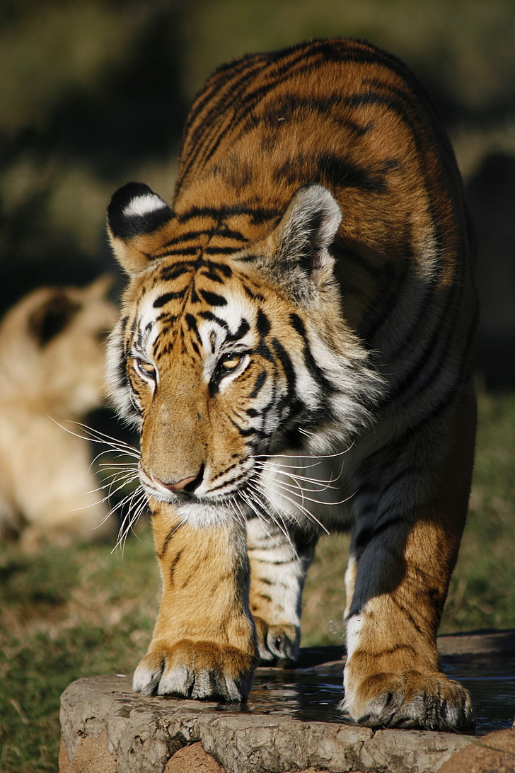 tiere, große katzen, tiger, HD-Hintergrundbild, Handy-Hintergrundbild