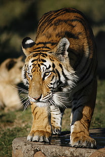 djur, stora katter, tiger, HD tapet HD wallpaper