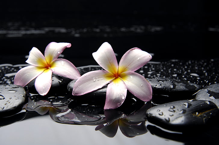 два пурпурно-белых лепестковых цветка, вода, капли, цветы, камни, желтый, розовый, черный, плюмерия, HD обои