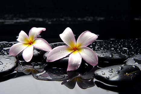 zwei lila-weiße Blütenblätter, Wasser, Tropfen, Blumen, Steine, gelb, rosa, schwarz, Plumeria, HD-Hintergrundbild HD wallpaper