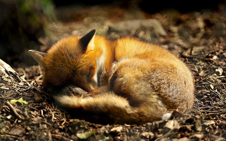 brown fox, anime, fox, animals, sleeping, HD wallpaper