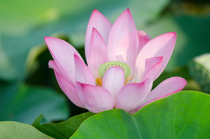 selective focus photography of pink lotus, selective focus, photography, pink, lotus, 蓮花, 芙蓉, 花市, D7000, F/2.8, NIKON, 夏, nature, lotus Water Lily, water Lily, plant, petal, pond, flower Head, leaf, flower, pink Color, beauty In Nature, summer, botany, HD wallpaper