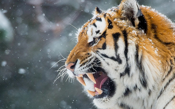 Hungry Tiger, Tiger, Hungry, HD wallpaper
