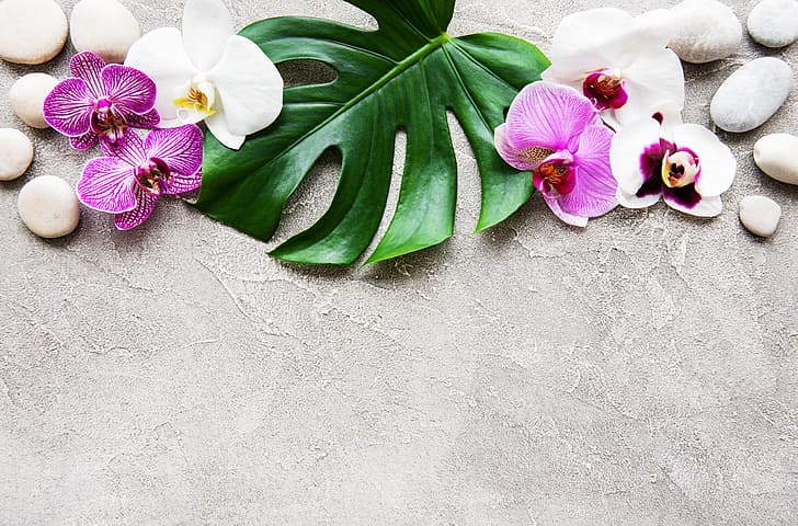 Flowers, stones, pink, spa, zen, HD wallpaper | Wallpaperbetter