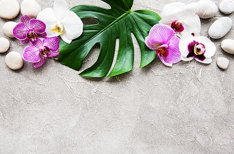 ใบไม้ ดอกไม้ หิน กล้วยไม้ สีชมพู สปา เซน กรวด, วอลล์เปเปอร์ HD HD wallpaper