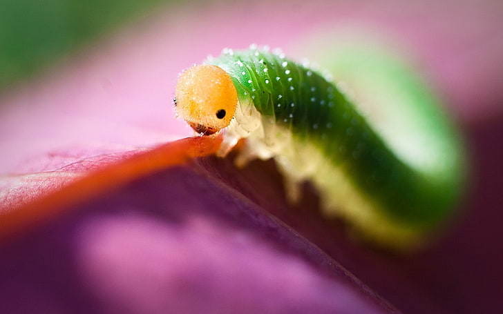 หนอนสีเขียวสัตว์แมโครแมลงผีเสื้อกลางคืน, วอลล์เปเปอร์ HD