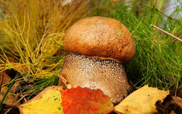 brown and gray mushroom, mushroom, leg, hat, points, leaves, HD wallpaper