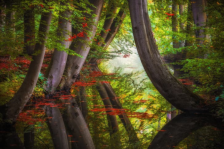 autunno, foresta, alberi, natura, riflesso, fiume, Jan-Herman Visser, Sfondo HD