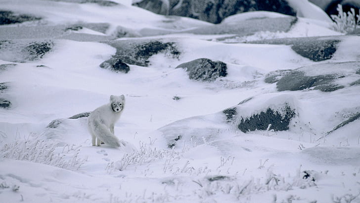 nature winter snow animals landscape arctic fox camouflage stones plants  frost canada, HD wallpaper | Wallpaperbetter