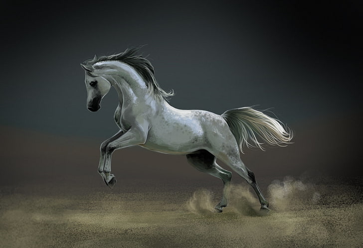 kuda putih, kuda, debu, seni, putih, Wallpaper HD