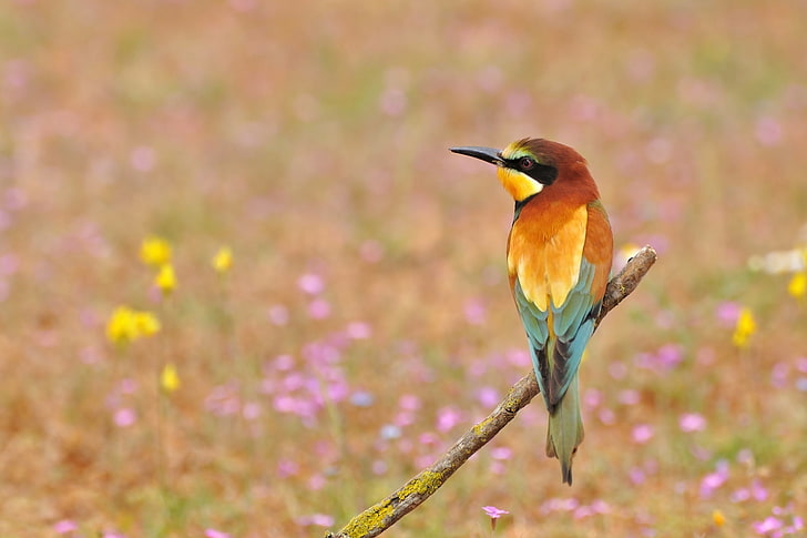 brown and green hummingbird, poultry, bee-eater, golden bee-eater, flowers, HD wallpaper