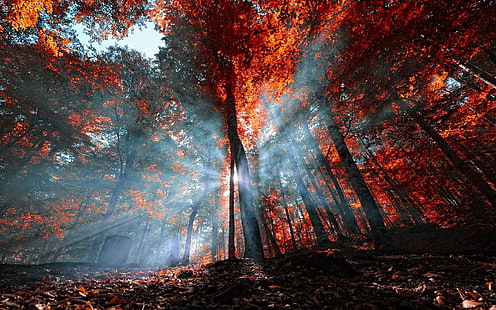 высокие деревья, коричневые деревья в дневное время, природа, туман, пейзаж, листья, лес, солнечные лучи, осень, деревья, красный, синий, Турция, HD обои HD wallpaper