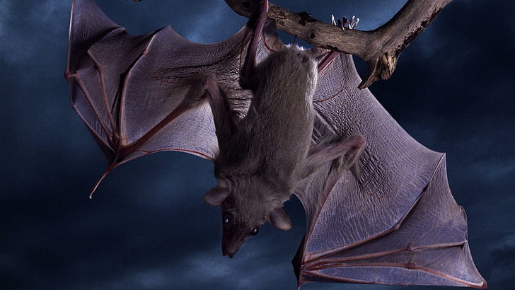 Batty The Bat, gray bat, batty, spooky, frightening, creepy, eerie, animals, HD wallpaper
