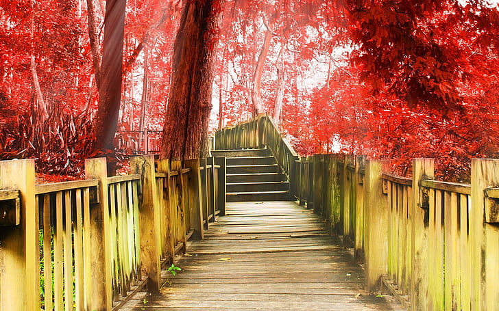 Autumn park, walkway, stairs, trees, red leaves, brown wooden pathway in between wooden fence, Autumn, Park, Walkway, Stairs, Trees, Red, Leaves, HD wallpaper