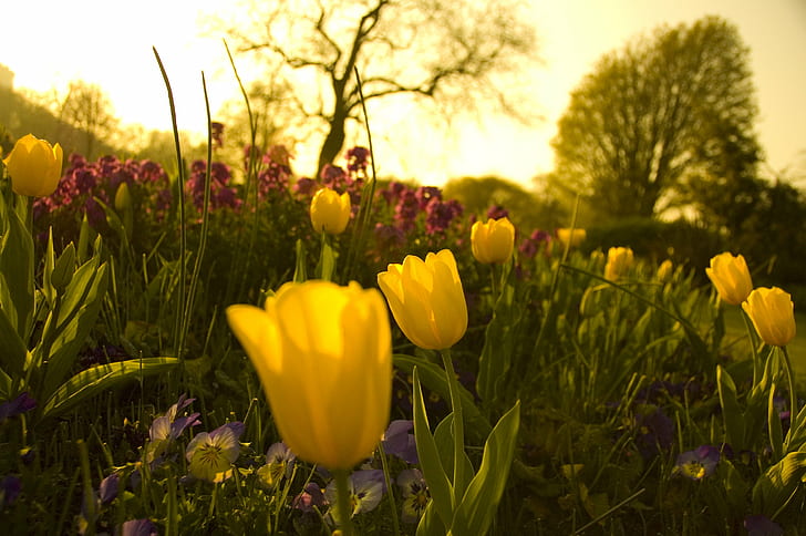selective photography of yellow Tulip flowers, burst, Spring, selective, photography, yellow, Tulip, Flowers, park, lighting, hyde, sunshine, cloudy, Knightsbridge, United Kingdom, GBR, chance, shutter, aperture, nikon  d40, silhouette, trees, flowerbed, profusion, erratic, sunset, sunlight, purple, orange, nature, springtime, flower, plant, season, outdoors, beauty In Nature, green Color, meadow, summer, field, HD wallpaper
