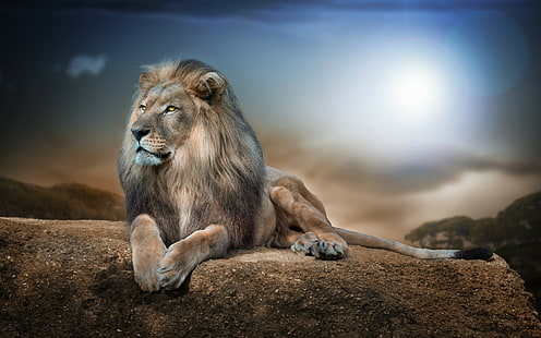 leão animais natureza vida selvagem rocha, HD papel de parede HD wallpaper