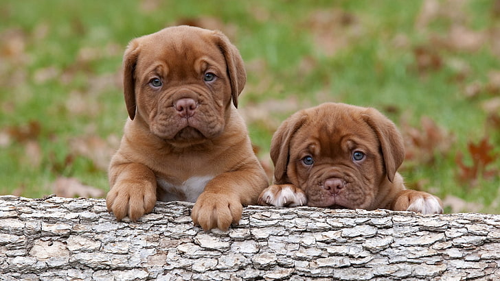 ลูกสุนัขพันธุ์อเมริกันบูลด็อกสีน้ำตาลสองตัว Dogue de Bordeaux ลูกสุนัขไอไม้เปลือกไม้, วอลล์เปเปอร์ HD
