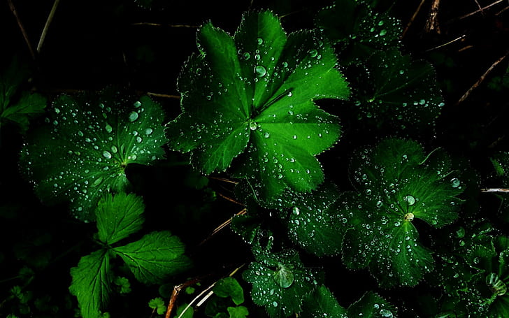Удивительный зеленый цветок после дождя, зеленый, цветок, красивый, природа, HD обои