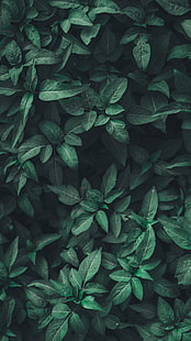 folhas verdes, folhas, verde, planta, HD papel de parede HD wallpaper