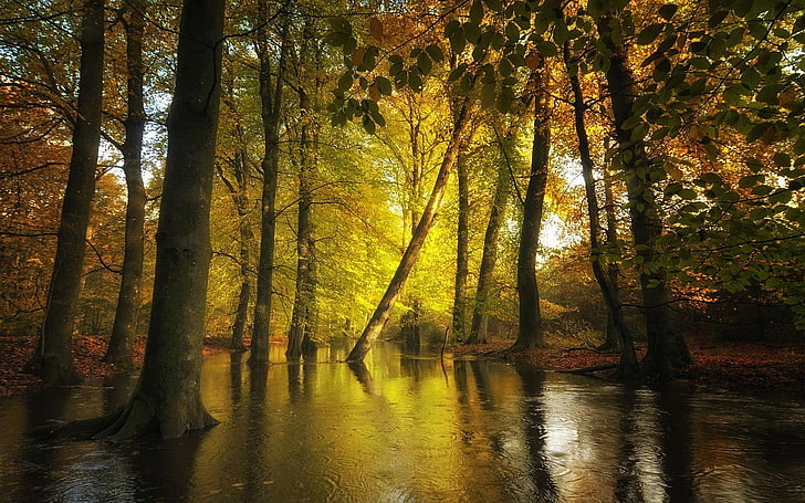 природа, пейзаж, лес, ручьи, осень, листья, деревья, вода, солнечный свет, HD обои