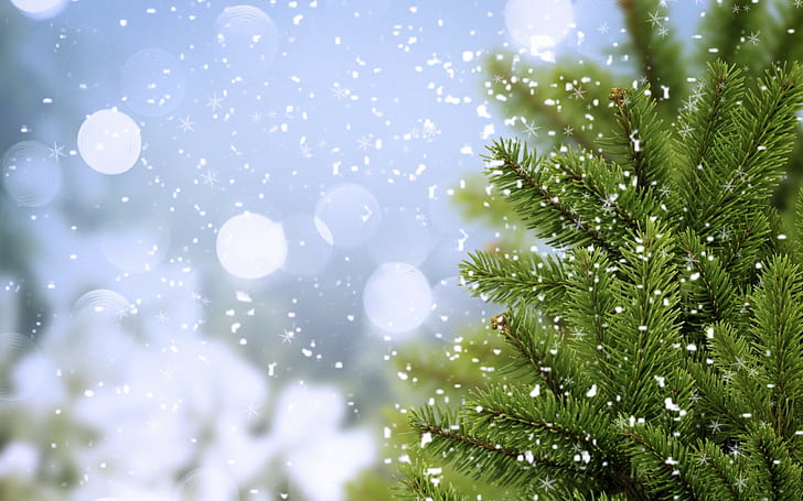 nature, snow flakes, trees, HD wallpaper