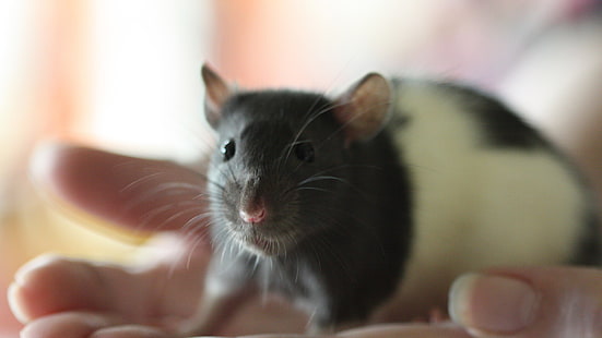biało-czarna mysz, mysz, szczur, pysk, gryzoń, Tapety HD HD wallpaper