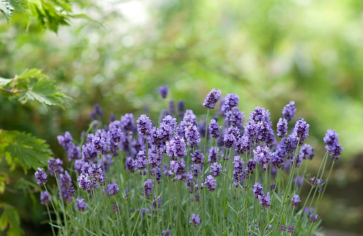 Lavendel blüht Bokeh, purpurrote Blumen, Blumen, Grün, Lavendel, Bokeh, HD-Hintergrundbild