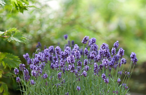 Lavender flowers bokeh, purple flowers, flowers, green, lavender, bokeh, HD wallpaper HD wallpaper