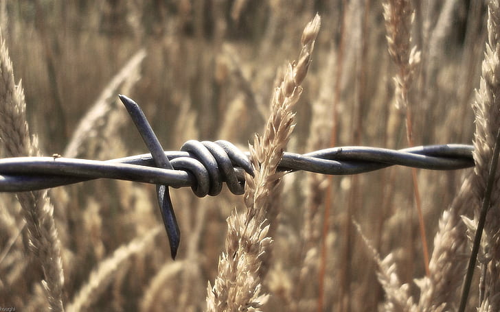 Barbed Wire, wire, barbed, wheat, sharp, 3d and abstract, HD wallpaper