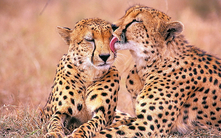 two cheetahs in selective focus photography, leopards, family, affection, HD wallpaper