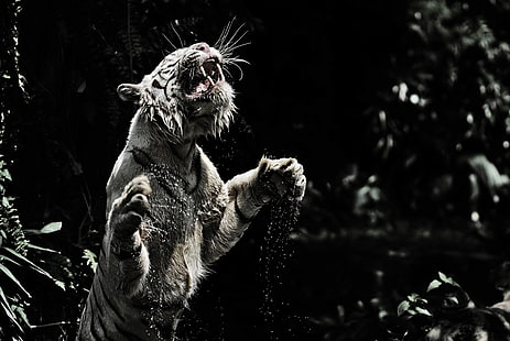 Fotografía en escala de grises de tigre, tigre blanco, sonrisa, spray, tigre, depredador, gato grande, Fondo de pantalla HD HD wallpaper