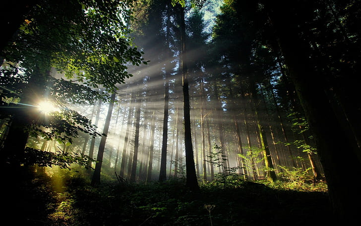 ต้นไม้แสงแดดป่า, วอลล์เปเปอร์ HD