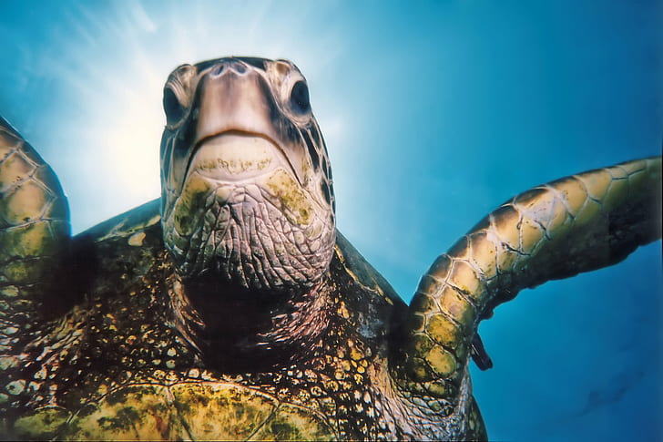photographie sous-marine de tortue sous l'eau, trépied, tortue de mer verte, photographie sous-marine, eau, oahu hawaii, parfait, photographe, tortue, animal, sous-marin, reptile, Fond d'écran HD