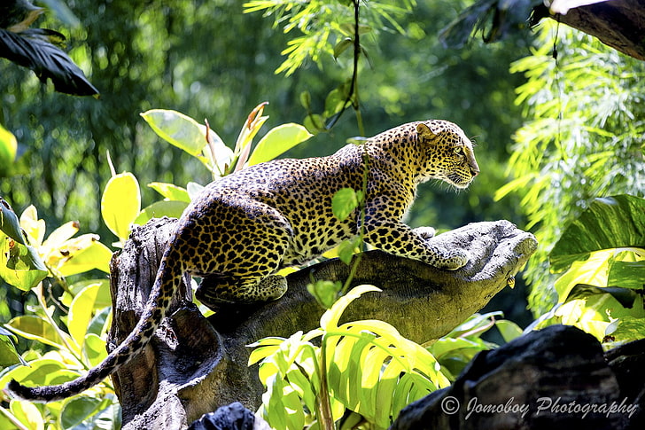 Cats, Jaguar, Big Cat, Bokeh, Jungle, Leopard, Wildlife, HD wallpaper