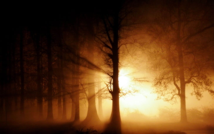 fog ghost-Forest Landscape Wallpaper, light rays behind silhouette of trees wallpaper, HD wallpaper