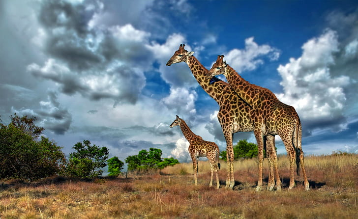 Afrika, zürafa, savana, zürafa ailesi, gökyüzü, bulutlar, Savannah, Afrika, zürafa, HD masaüstü duvar kağıdı