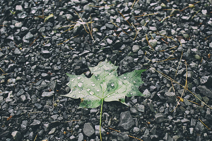zielony liść, liść, krople, kamienie, Tapety HD