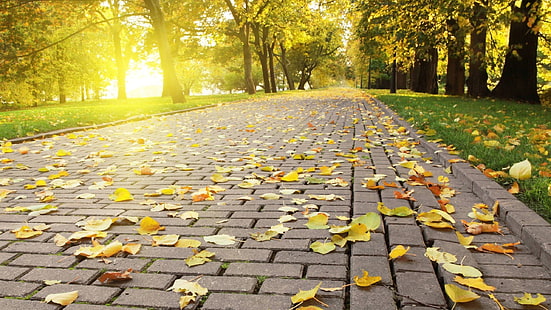 foglie gialle, foglie, percorso, luce solare, alberi, natura, Sfondo HD HD wallpaper