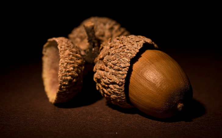 chesnut, nuts, brown, acorn, HD wallpaper