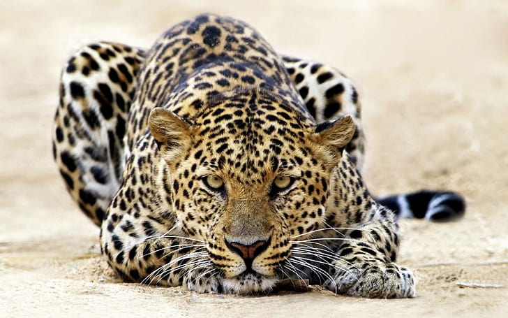 Leopard Staring, leopard, staring, tigers, HD wallpaper