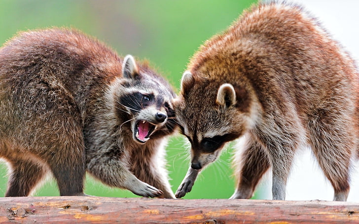 two brown racoons, raccoon, couple, standing, animal, HD wallpaper